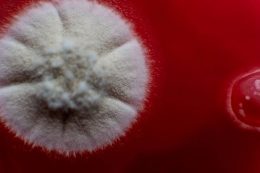 Küf ve bakteri kırmızıda. Patojenler için tarım aracı. Küf sporları ve miselyum