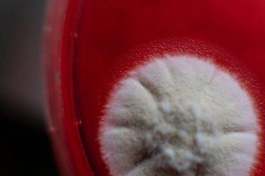 Küf ve bakterileri kırmızı agarlı bir petri kabında incelemek. Küf sporları ve mantar miselyumu