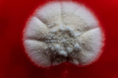 Küf ve bakterileri kırmızı agarlı bir petri kabında incelemek. Küf sporları ve mantar miselyumu