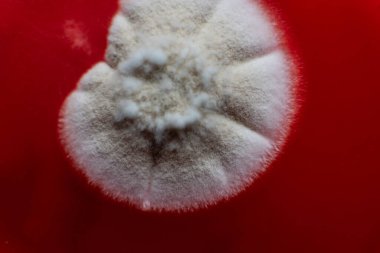 Küf ve bakterileri kırmızı agarlı bir petri kabında incelemek. Küf sporları ve mantar miselyumu