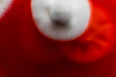 Petri kabında mantar miselyumu, tarım besin maddeleri üzerine..