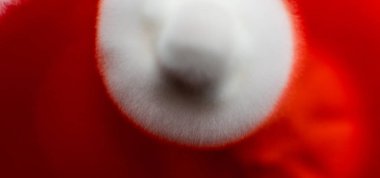 Petri kabında mantar miselyumu, tarım besin maddeleri üzerine..