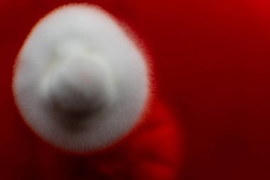 Petri kabında mantar miselyumu, tarım besin maddeleri üzerine..