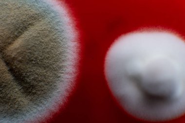 Petri kabında küf. Laboratuvar koşullarında mikrobiyolojik çalışmalar. Miselyum ve küf.