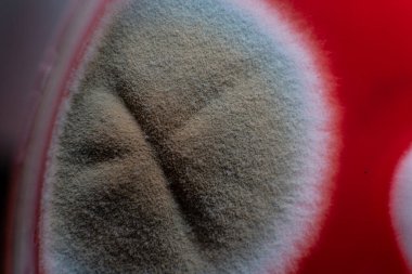 Petri kabında küf. Laboratuvar koşullarında mikrobiyolojik çalışmalar. Miselyum ve küf.