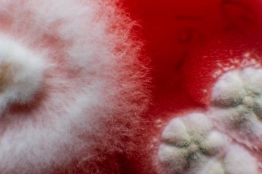 Küf ve bakteri kırmızıda. Patojenler için tarım aracı. Küf sporları ve miselyum