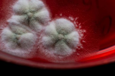 Petri kabında küf. Laboratuvar koşullarında mikrobiyolojik çalışmalar. Miselyum ve küf.