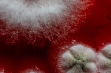 Petri kabında küf. Laboratuvar koşullarında mikrobiyolojik çalışmalar. Miselyum ve küf.