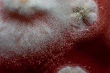 Küf ve bakterileri kırmızı agarlı bir petri kabında incelemek. Küf sporları ve mantar miselyumu