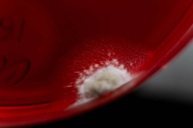 Petri kabında küf. Laboratuvar koşullarında mikrobiyolojik çalışmalar. Miselyum ve küf.