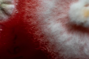 Petri kabında mantar miselyumu, tarım besin maddeleri üzerine..