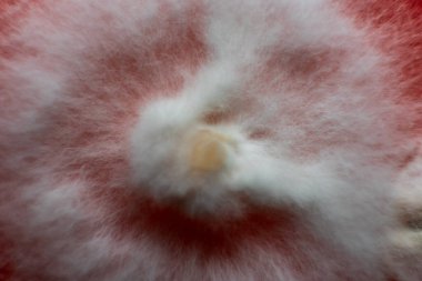 Petri kabında mantar miselyumu, tarım besin maddeleri üzerine..