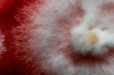 Petri kabında mantar miselyumu, tarım besin maddeleri üzerine..