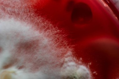 Küf ve bakterileri kırmızı agarlı bir petri kabında incelemek. Küf sporları ve mantar miselyumu