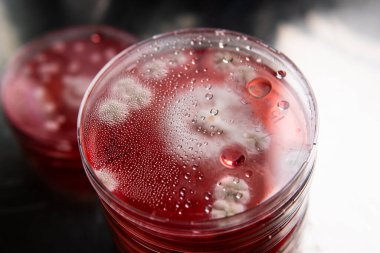 Küf ve bakterileri kırmızı agarlı bir petri kabında incelemek. Küf sporları ve mantar miselyumu