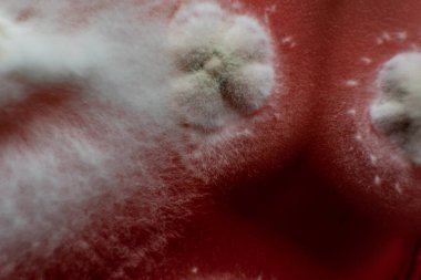 Petri kabında küf. Laboratuvar koşullarında mikrobiyolojik çalışmalar. Miselyum ve küf.