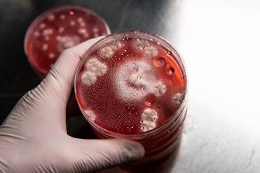 Küf ve bakteri kırmızıda. Patojenler için tarım aracı. Küf sporları ve miselyum