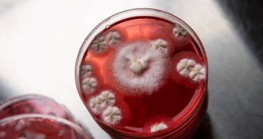 Petri kabında küf. Laboratuvar koşullarında mikrobiyolojik çalışmalar. Miselyum ve küf.