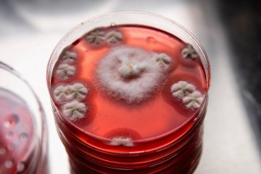 Petri kabında küf. Laboratuvar koşullarında mikrobiyolojik çalışmalar. Miselyum ve küf.