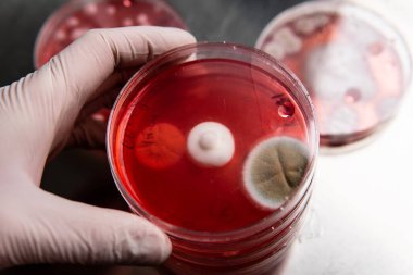 Küf ve bakterileri kırmızı agarlı bir petri kabında incelemek. Küf sporları ve mantar miselyumu