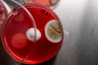 Petri kabında küf. Laboratuvar koşullarında mikrobiyolojik çalışmalar. Miselyum ve küf.