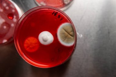 Petri kabında küf var. Küfün dünyadaki yiyecek stokları üzerindeki zararlı etkisi.