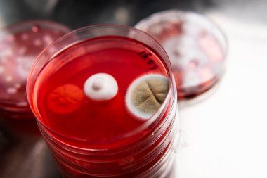 Küf ve bakteri kırmızıda. Patojenler için tarım aracı. Küf sporları ve miselyum