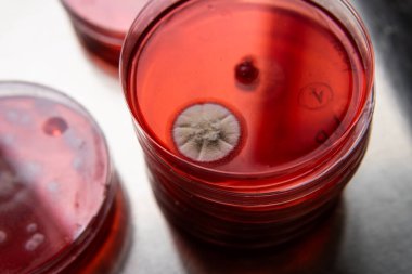 Petri kabında küf. Laboratuvar koşullarında mikrobiyolojik çalışmalar. Miselyum ve küf.