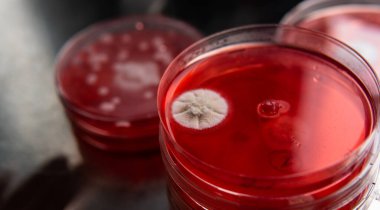 Petri kabında küf. Laboratuvar koşullarında mikrobiyolojik çalışmalar. Miselyum ve küf.