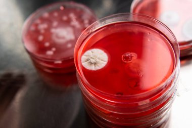 Küf ve bakterileri kırmızı agarlı bir petri kabında incelemek. Küf sporları ve mantar miselyumu