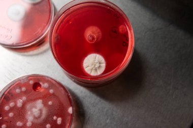 Küf ve bakterileri kırmızı agarlı bir petri kabında incelemek. Küf sporları ve mantar miselyumu