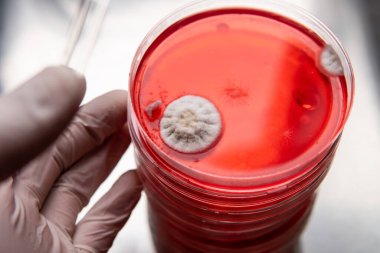 Küf ve bakterileri kırmızı agarlı bir petri kabında incelemek. Küf sporları ve mantar miselyumu