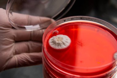 Küf ve bakteri kırmızıda. Patojenler için tarım aracı. Küf sporları ve miselyum