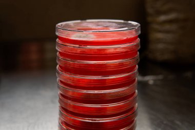 Petri kabında küf. Laboratuvar koşullarında mikrobiyolojik çalışmalar. Miselyum ve küf.