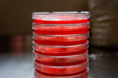 Petri kabında küf var. Küfün dünyadaki yiyecek stokları üzerindeki zararlı etkisi.