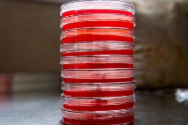 Küf ve bakterileri kırmızı agarlı bir petri kabında incelemek. Küf sporları ve mantar miselyumu