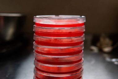 Küf ve bakteri kırmızıda. Patojenler için tarım aracı. Küf sporları ve miselyum