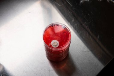 Küf ve bakterileri kırmızı agarlı bir petri kabında incelemek. Küf sporları ve mantar miselyumu