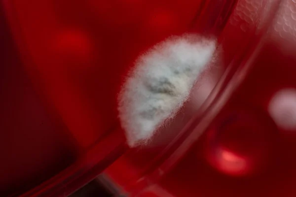 Цвіль Чашці Петрі Мікробіологічні Дослідження Лабораторних Умовах Міцелій Цвіль — стокове фото