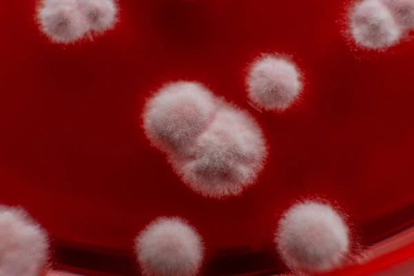 Pleśń Szalce Petriego Badania Mikrobiologiczne Warunkach Laboratoryjnych Grzybni Pleśni — Zdjęcie stockowe