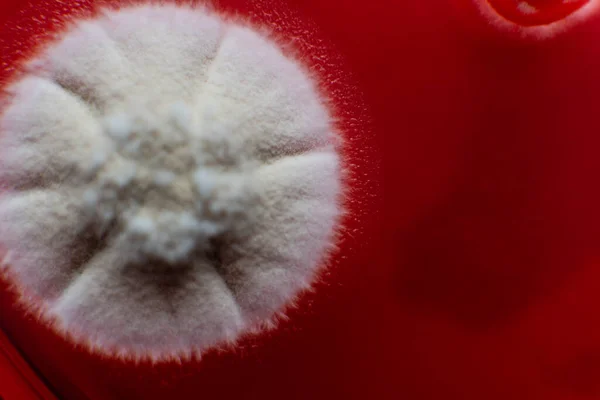 Badanie Pleśni Bakterii Płytce Petriego Czerwonym Agarem Zarodniki Pleśni Grzyby — Zdjęcie stockowe