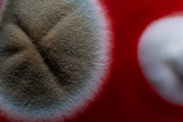 Küf ve bakterileri kırmızı agarlı bir petri kabında incelemek. Küf sporları ve mantar miselyumu