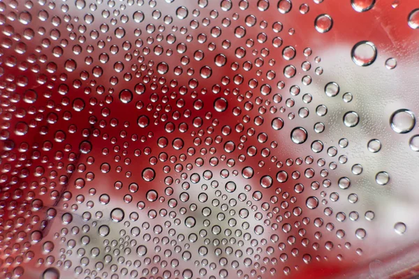 Souche Moisissure Dans Une Boîte Pétri Effet Nocif Moisissure Sur — Photo