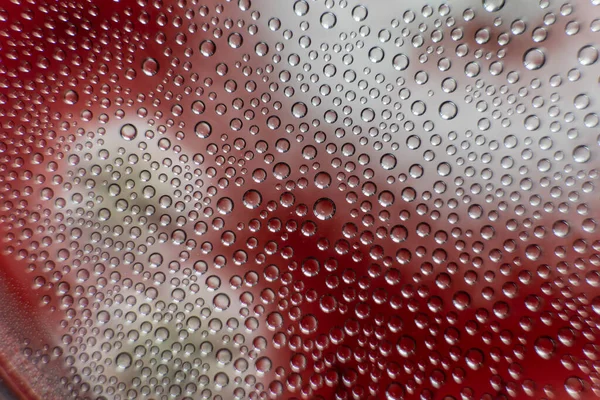 Moho Bacterias Agar Rojo Medio Agar Para Patógenos Esporas Moho —  Fotos de Stock