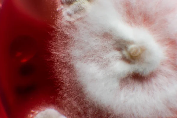 Grzyb Grzybowy Płytce Petriego Podłożu Odżywczym Agaru — Zdjęcie stockowe