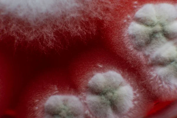 Petri kabında küf. Laboratuvar koşullarında mikrobiyolojik çalışmalar. Miselyum ve küf.