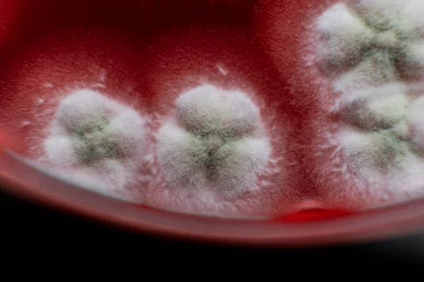 Badanie Pleśni Bakterii Płytce Petriego Czerwonym Agarem Zarodniki Pleśni Grzyby — Zdjęcie stockowe