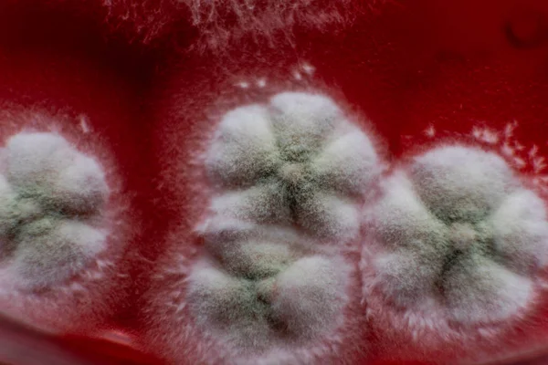 Petri kabında küf var. Küfün dünyadaki yiyecek stokları üzerindeki zararlı etkisi.