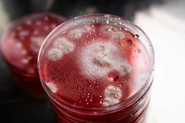 Küf ve bakterileri kırmızı agarlı bir petri kabında incelemek. Küf sporları ve mantar miselyumu