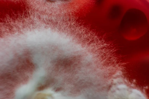 Küf ve bakteri kırmızıda. Patojenler için tarım aracı. Küf sporları ve miselyum